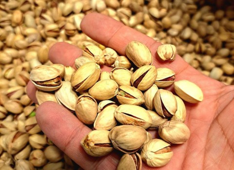 خرید پسته کله قوچی سبزوار + قیمت فروش استثنایی